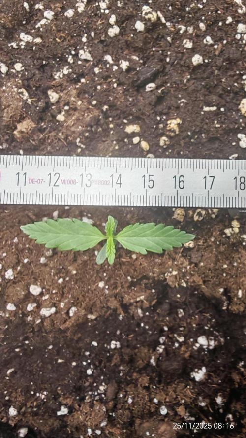 Imperium X. Week 1 - 25.11