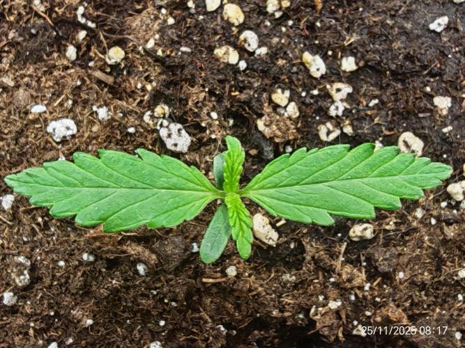 Imperium X. Week 1 - 25.11 
gegossen mit 200ml Wasser+1ml Root Juice