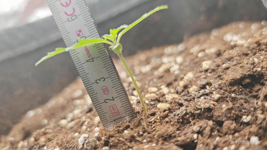 Imperium X. Week 1 - 26.11