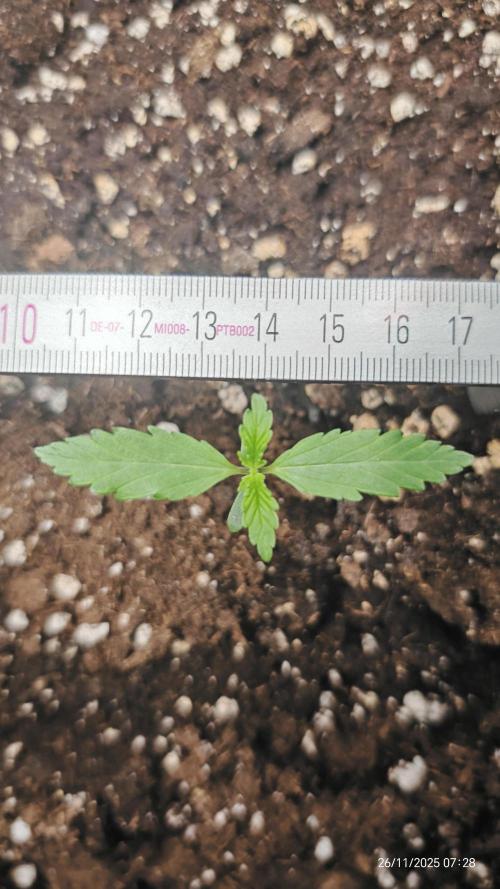 Imperium X. Week 1 - 26.11