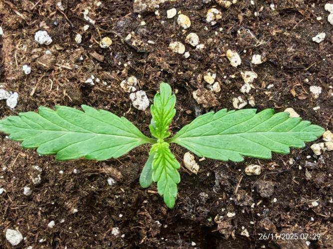 Imperium X. Week 1 - 26.11