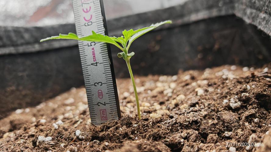 Imperium X. Week 1 - 27.11
gegossen mit 200ml Wasser+1ml Root Juice