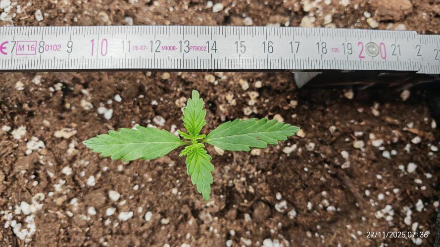 Imperium X. Week 1 - 27.11