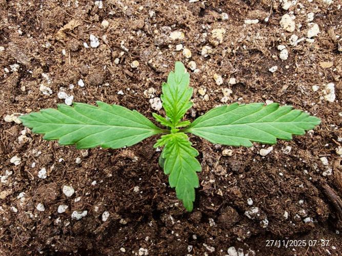 Imperium X. Week 1 - 27.11