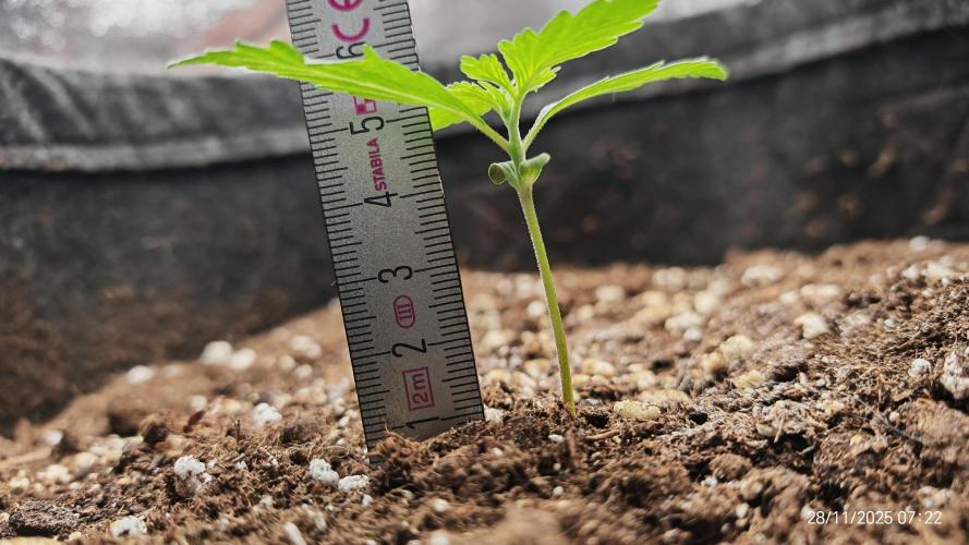 Imperium X. Week 2 - 28.11