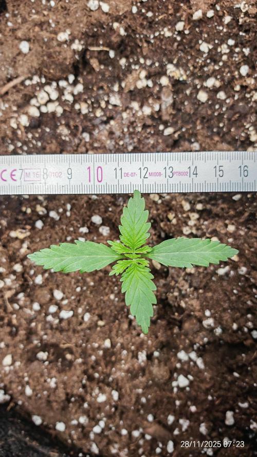 Imperium X. Week 2 - 28.11