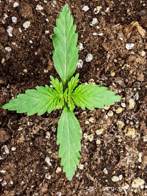 Imperium X. Week 2 - 28.11