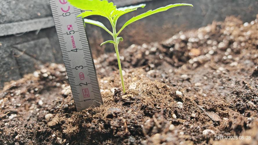 Imperium X. Week 2 - 29.11 1 Liter Wasser, handwarm. 4ml/l Root Juice, 0.5ml/l Grow