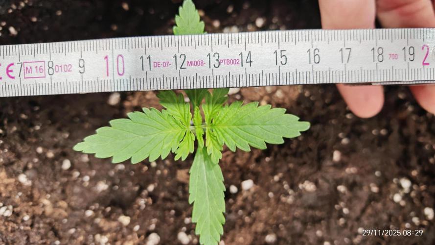 Imperium X. Week 2 - 29.11