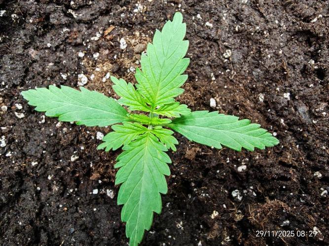 Imperium X. Week 2 - 29.11