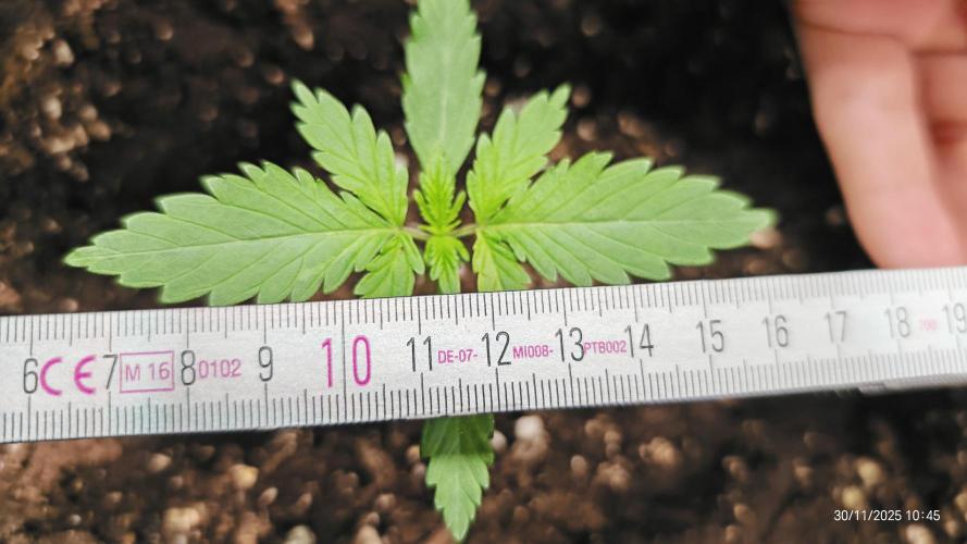 Imperium X. Week 2 - 30.11