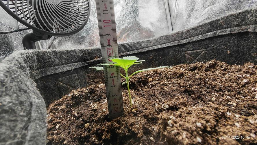 Imperium X. Week 2 - 30.11