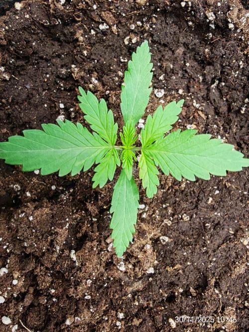 Imperium X. Week 2 - 30.11