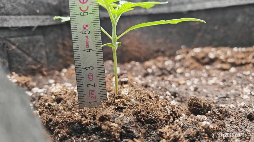 Imperium X. Week 2 - 1.12 1 Liter Wasser, handwarm. 4ml/l Root Juice