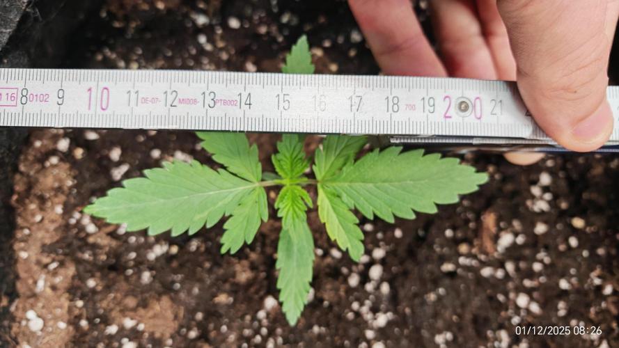 Imperium X. Week 2 - 1.12