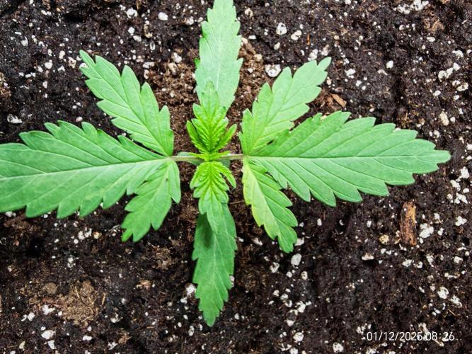 Imperium X. Week 2 - 1.12