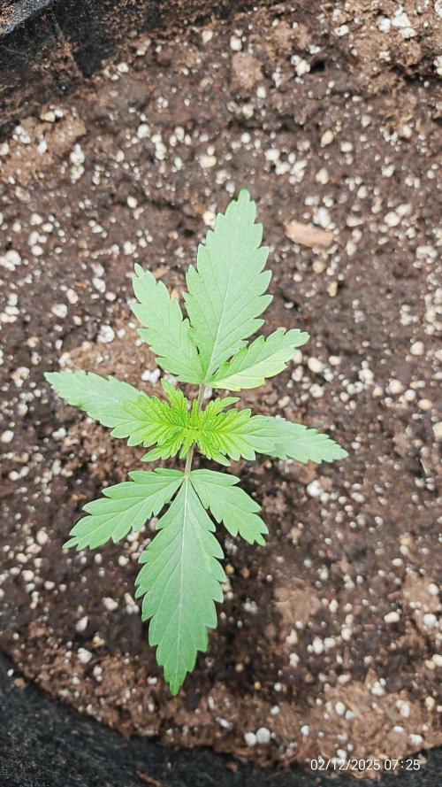 Imperium X. Week 2 - 2.12 2.12 1 Liter Wasser, handwarm mit 2ml Root Juice