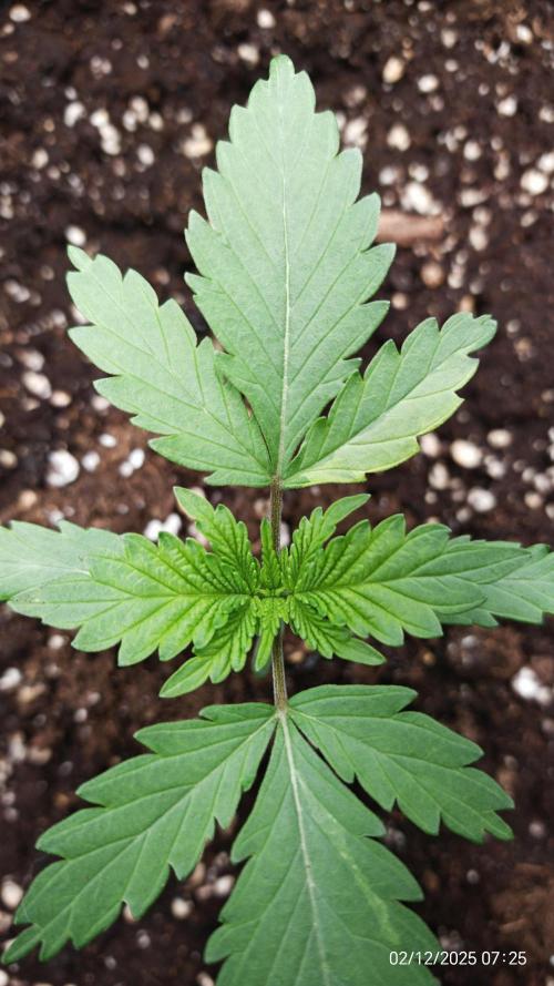 Imperium X. Week 2 - 2.12