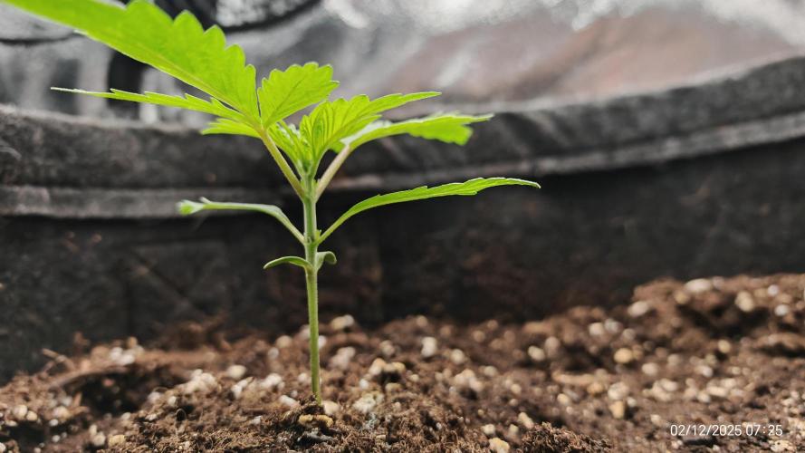 Imperium X. Week 2 - 2.12