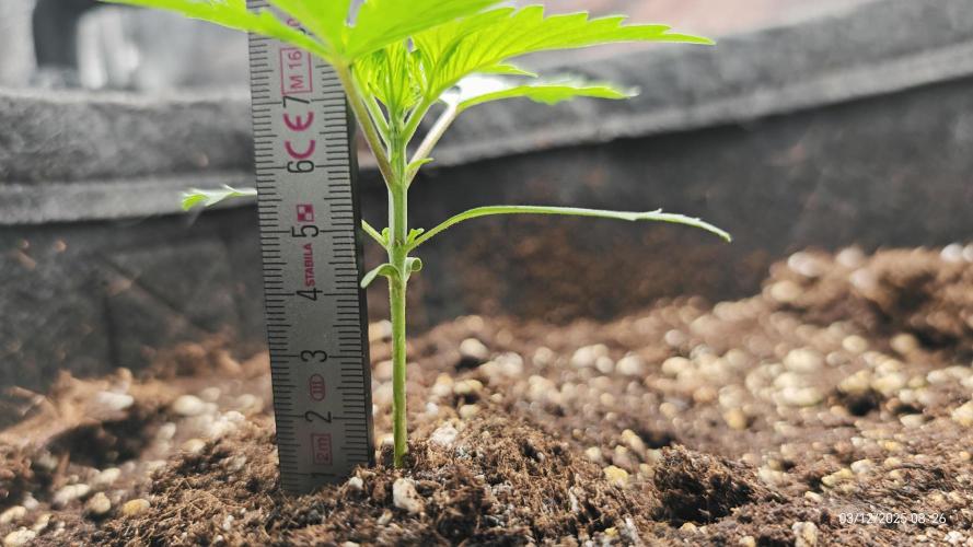 Imperium X. Week 2 - 3.12