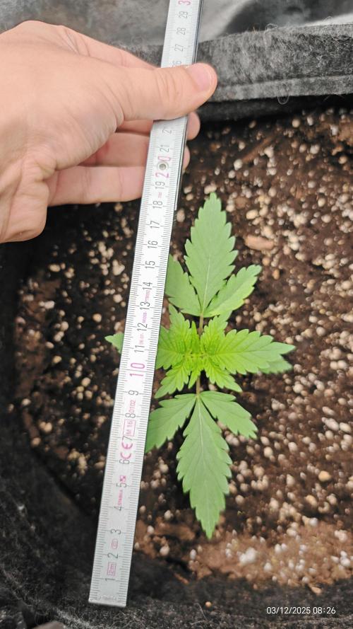 Imperium X. Week 2 - 3.12