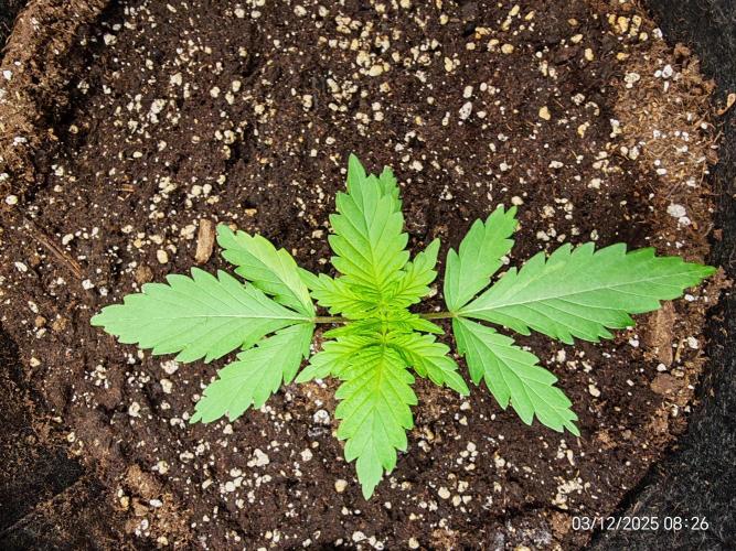 Imperium X. Week 2 - 3.12