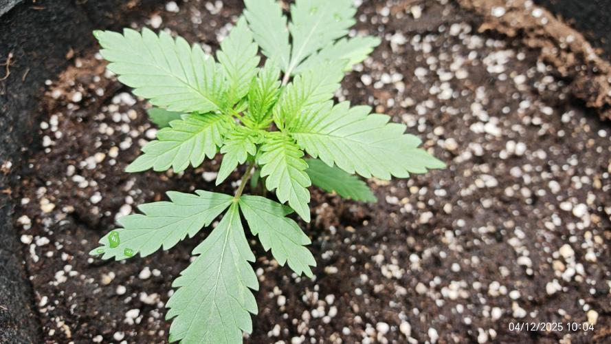 Imperium X. Week 2 - 4.12 1 Liter Wasser, handwarm mit 4ml root juice + 2ml grow