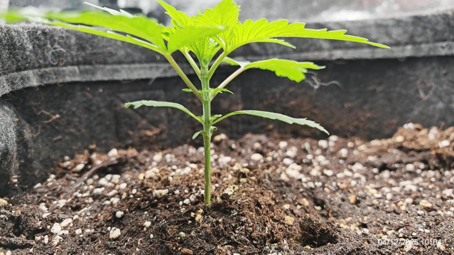 Imperium X. Week 2 - 4.12