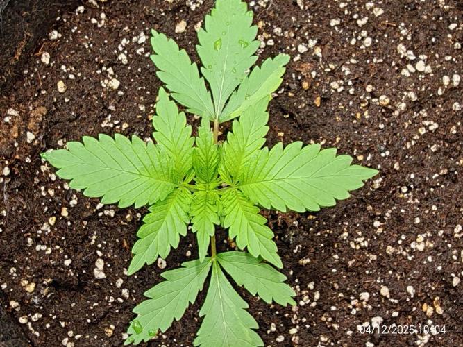 Imperium X. Week 2 - 4.12