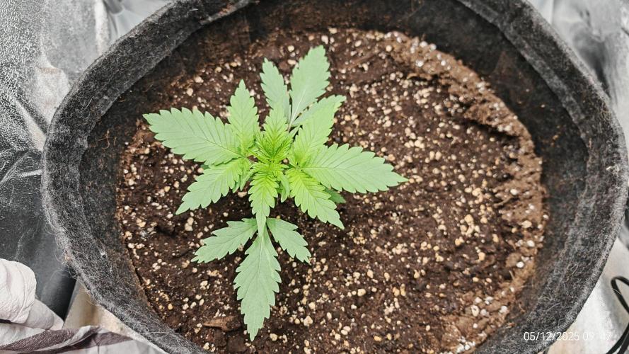 Imperium X. Week 3 - 5.12