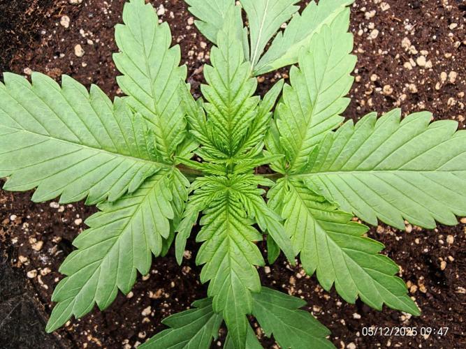 Imperium X. Week 3 - 5.12