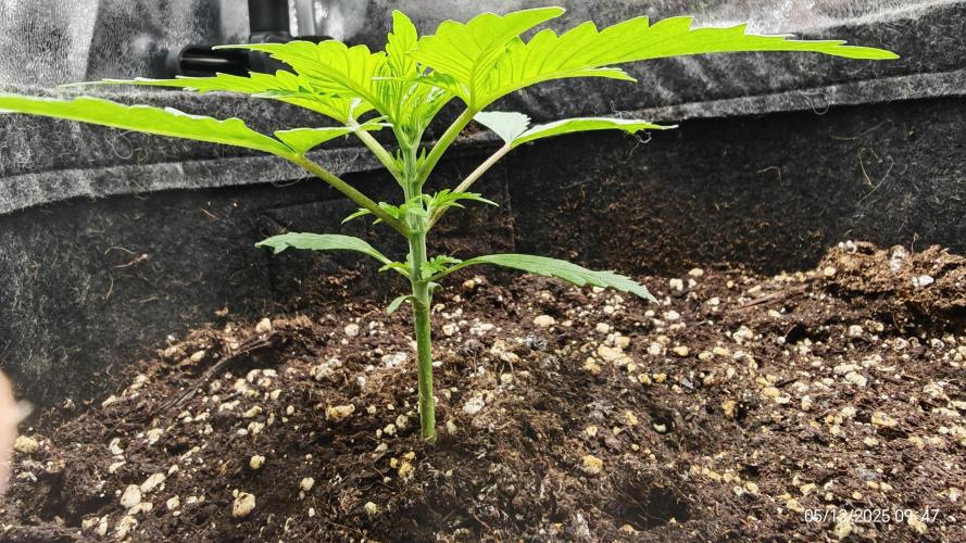 Imperium X. Week 3 - 5.12