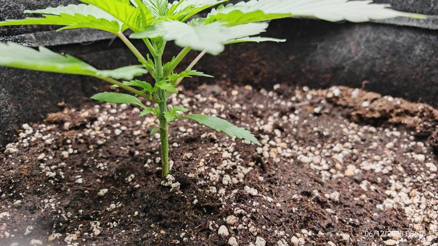 Imperium X. Week 3 - 6.12 1 Liter Wasser + 3ml/l Root Juice und 3ml/l Grow