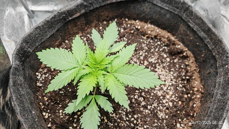 Imperium X. Week 3 - 6.12