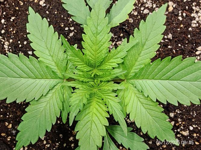 Imperium X. Week 3 - 6.12