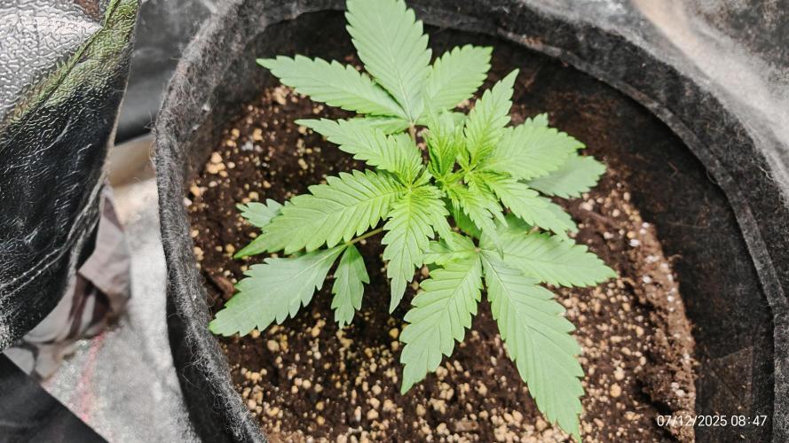 Imperium X. Week 3 - 7.12