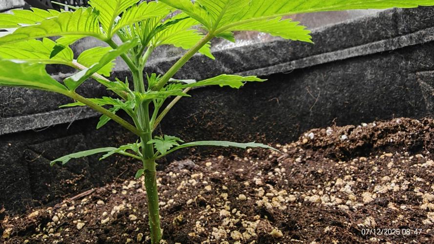 Imperium X. Week 3 - 7.12