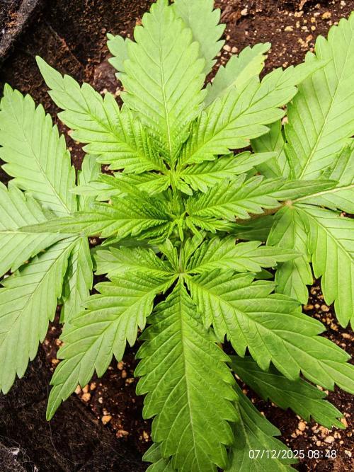 Imperium X. Week 3 - 7.12