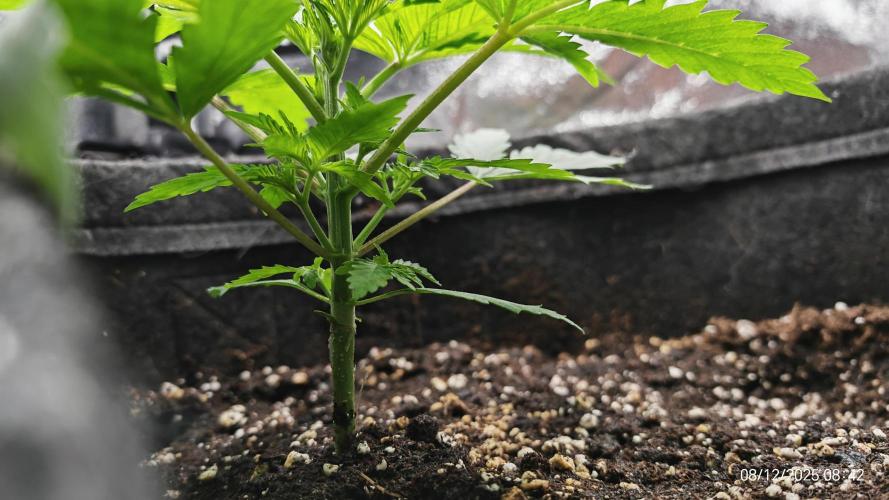 Imperium X. Week 3 - 8.12 1 Liter Wasser + 2ml/l Root Juice und 3ml/l Grow