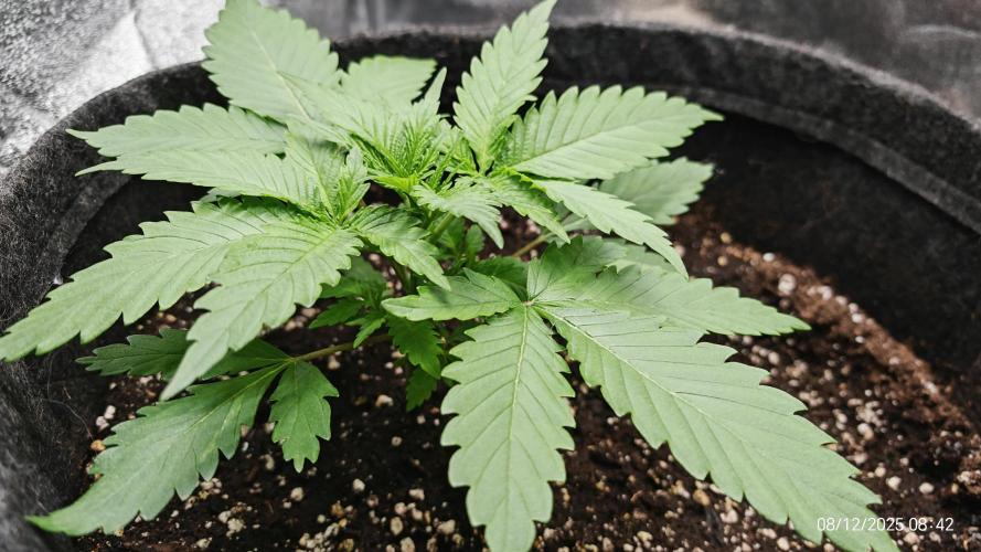 Imperium X. Week 3 - 8.12