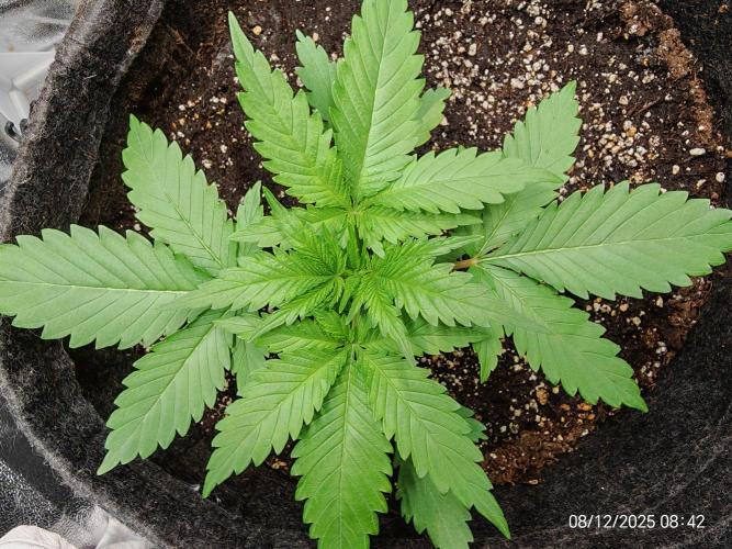 Imperium X. Week 3 - 8.12