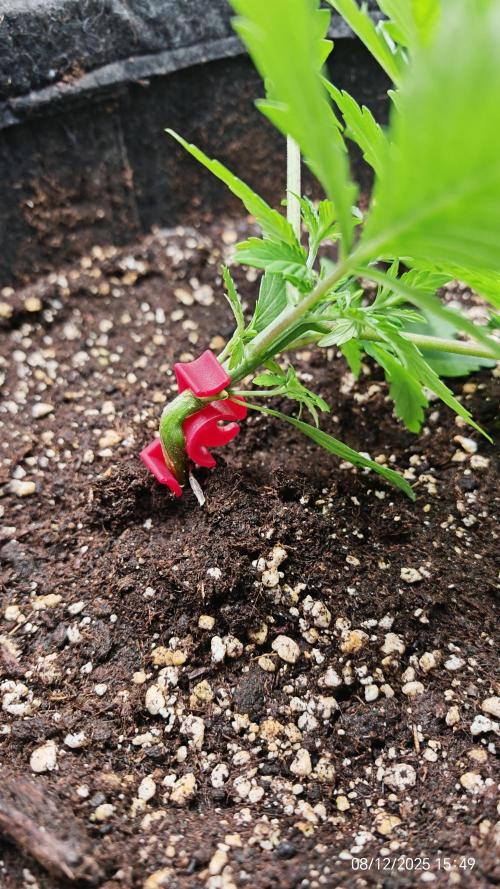 Imperium X. Week 3 - 8.12