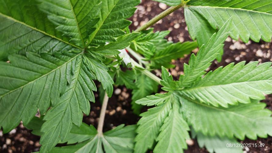 Imperium X. Week 3 - 8.12