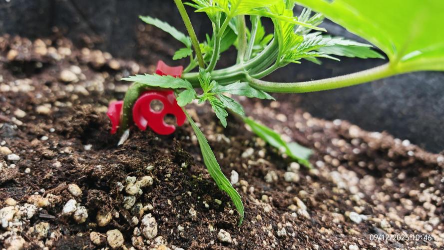 Imperium X. Week 3 - 9.12