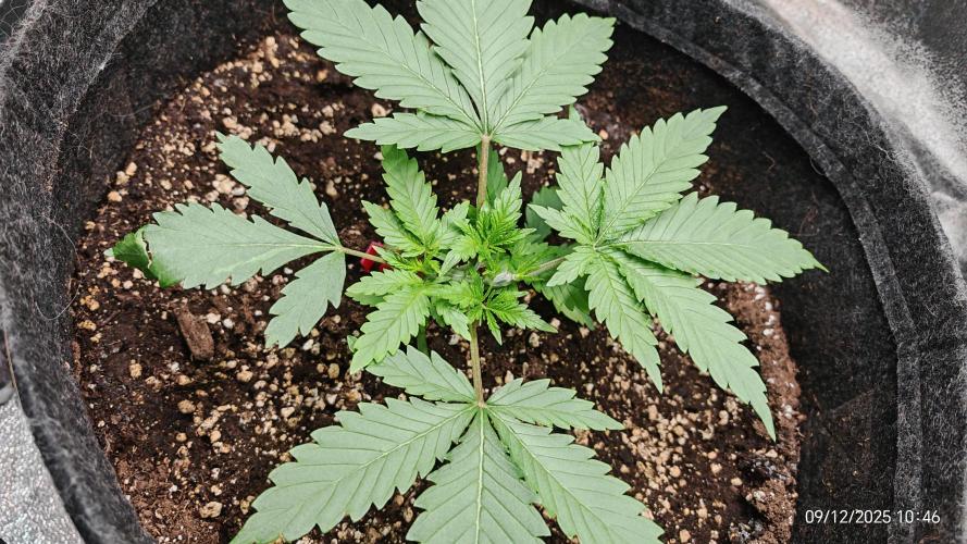 Imperium X. Week 3 - 9.12