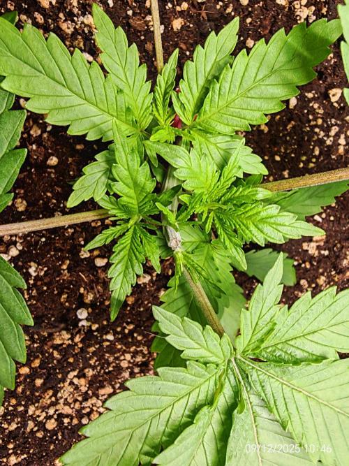 Imperium X. Week 3 - 9.12