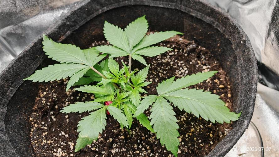 Imperium X. Week 3 - 10.12 1 Liter Wasser + 2ml/l Bio Heaven und 3ml/l Grow