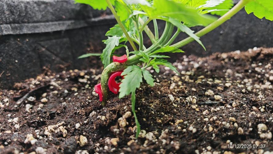 Imperium X. Week 3 - 10.12