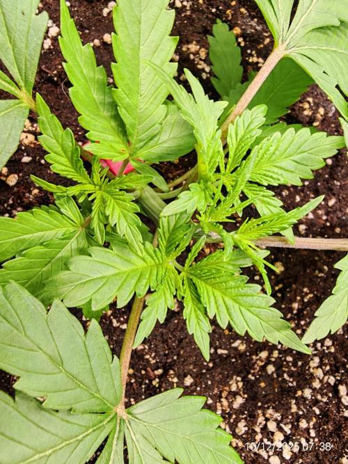 Imperium X. Week 3 - 10.12