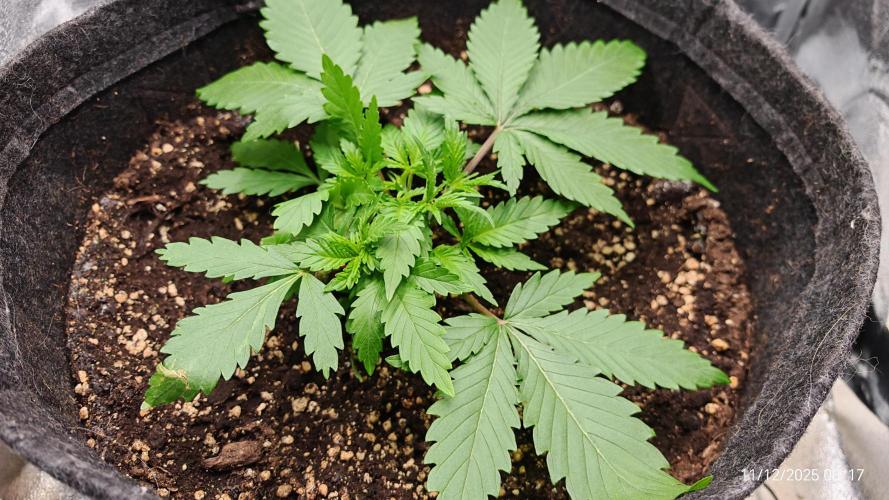 Imperium X. Week 3 - 11.12